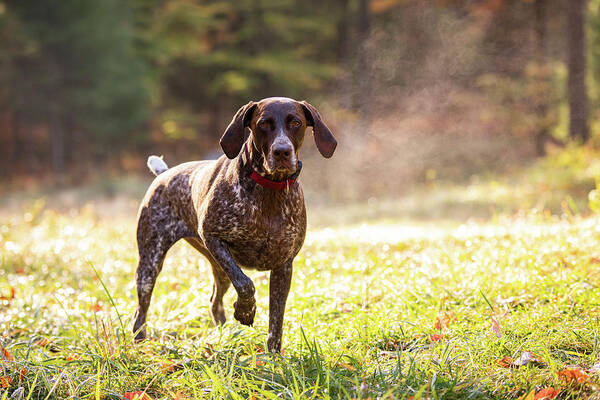 Dog Poster featuring the photograph German Shorthaired Pointer Hunting With Steam Rising On Cold Morning #10 by Cavan Images