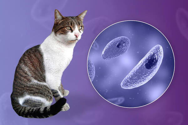 Animal Poster featuring the photograph Toxoplasma Gondii Parasites #10 by Kateryna Kon
