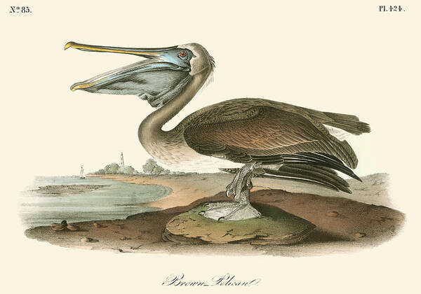 Audubon Poster featuring the painting Brown Pelican #11 by John James Audubon