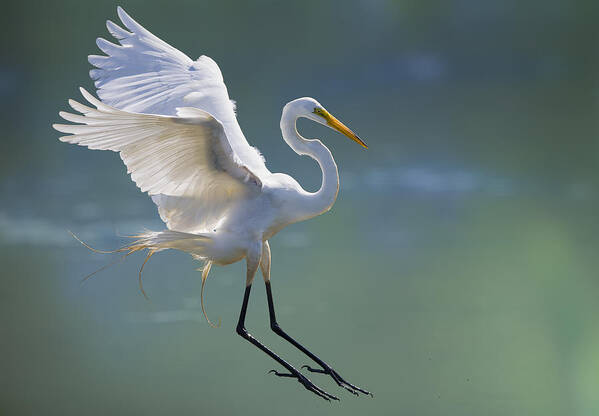 Egret Poster featuring the photograph #19 by Mountain Cloud
