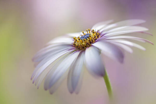 Flower Poster featuring the photograph Cape Daisy #2 by Jacky Parker