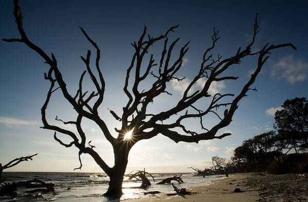 Forestabstract Poster featuring the photograph Driftwood Beach - Jekyll Island #2 by Bill Gozansky