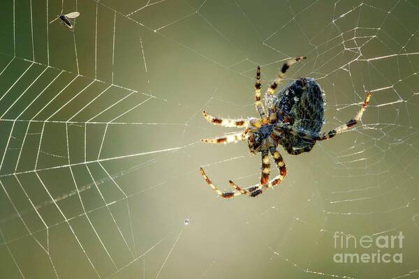 Arachnid Poster featuring the photograph Garden Spider #2 by Heath Mcdonald/science Photo Library