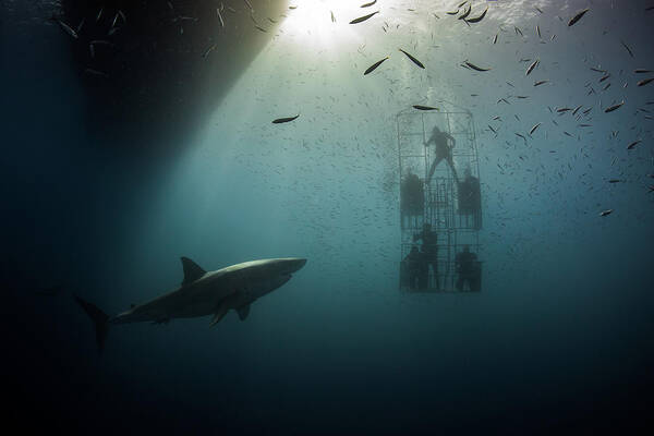 Shark Poster featuring the photograph Great White Shark #2 by Nicole Young
