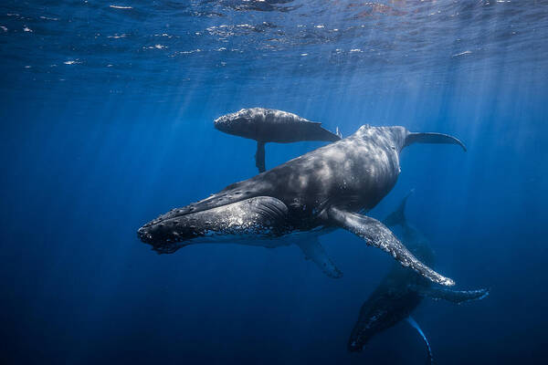 Whale Poster featuring the photograph Humpback Whale Family #2 by Barathieu Gabriel