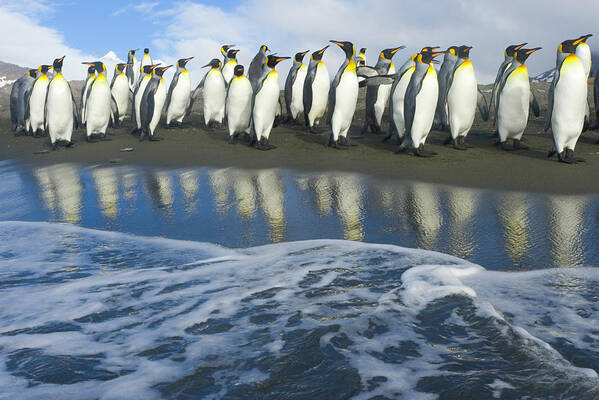 Non-urban Scene Poster featuring the photograph King Penguins Aptenodytes Patagonicus #2 by Eastcott Momatiuk