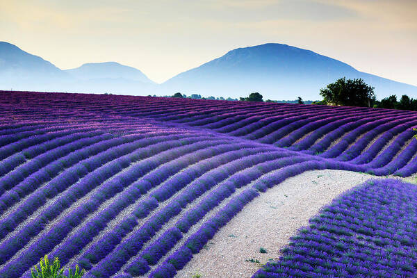 Estock Poster featuring the digital art Lavender Field In Provence France #2 by Maurizio Rellini