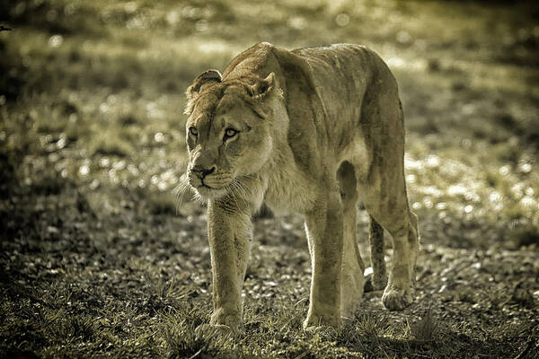 Lioness Poster featuring the photograph Lioness #2 by Chris Boulton