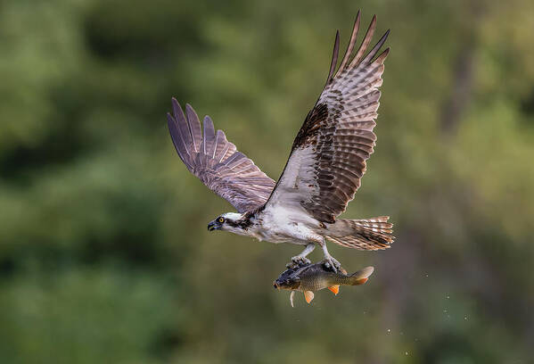 Osprey
Catch
Fish
Fly
Flying
Summer
Bird
Wing Spread Poster featuring the photograph Osprey With Catch #2 by Donald Luo