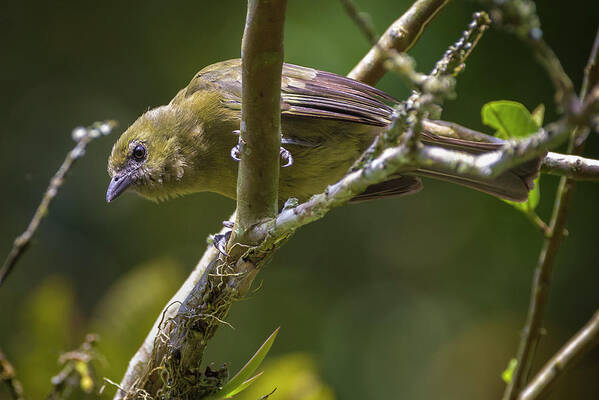 Colombia Poster featuring the photograph Palm Tanager San Jorge Ibague Colombia #2 by Adam Rainoff