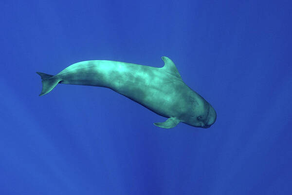 Animal Poster featuring the digital art Pilot Whale Swimming Underwater #2 by George Karbus Photography