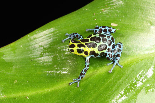 Amphibia Poster featuring the photograph Poison Dart Frog Ranitomeya Variabilis #2 by David Kenny