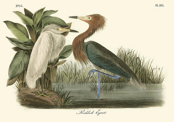 Animals & Nature Poster featuring the painting Reddish Egret #2 by John James Audubon