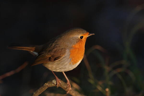 Robin Poster featuring the photograph Robin #2 by Simun Ascic