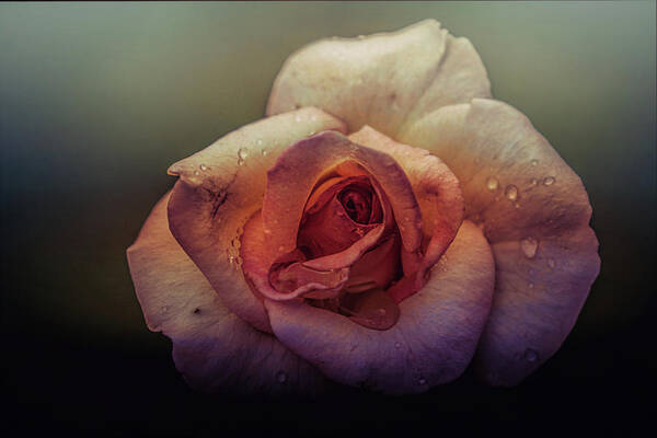 Rose Poster featuring the photograph Rose of Summer #2 by Allin Sorenson