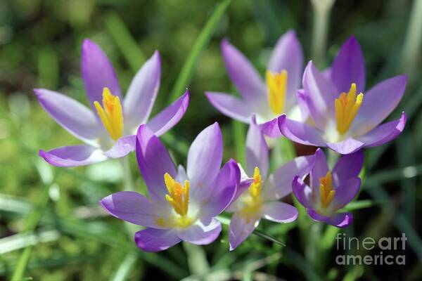 Spring Crocus Poster featuring the photograph Spring Crocus (crocus Vernus) #2 by Dr Keith Wheeler/science Photo Library