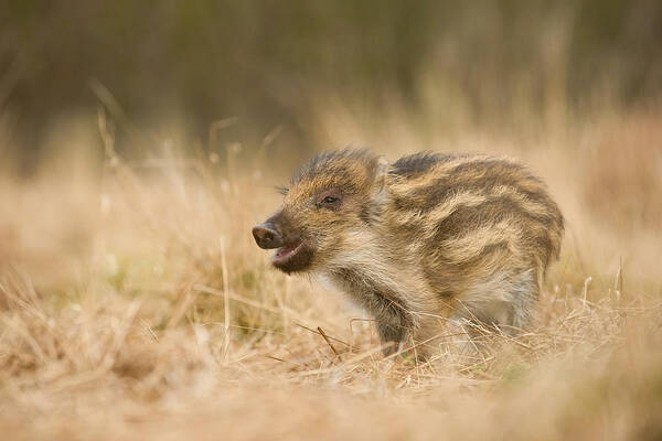 Amazing Poster featuring the photograph The Wild Boar Piglet, Sus Scrofa #2 by Petr Simon