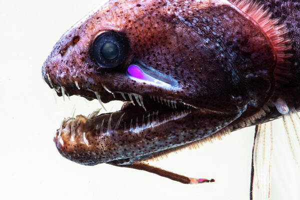 Animal Poster featuring the photograph Threadfin Dragonfish, Echiostoma #2 by Dante Fenolio