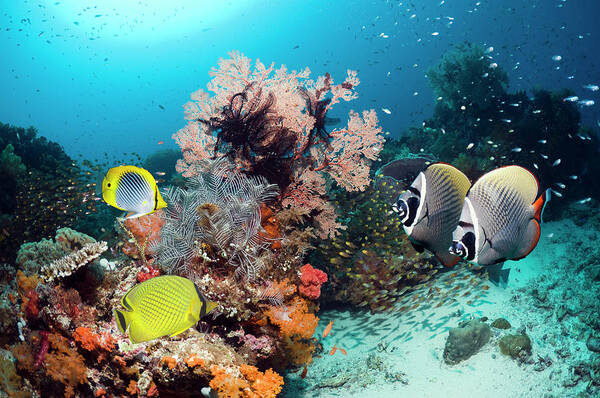 Tranquility Poster featuring the photograph Tropical Coral Reef Fish #2 by Georgette Douwma