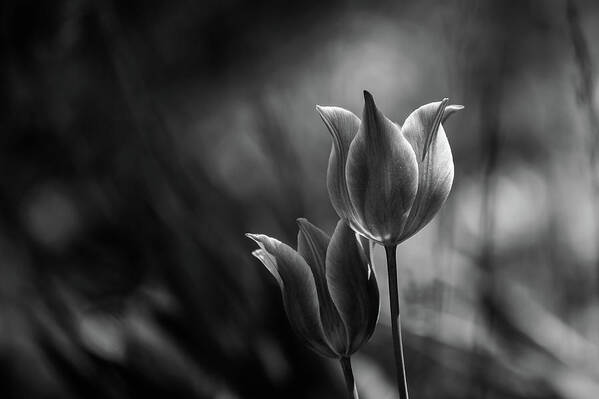 Flowers Poster featuring the photograph Tulips #2 by Dusan Ljubicic