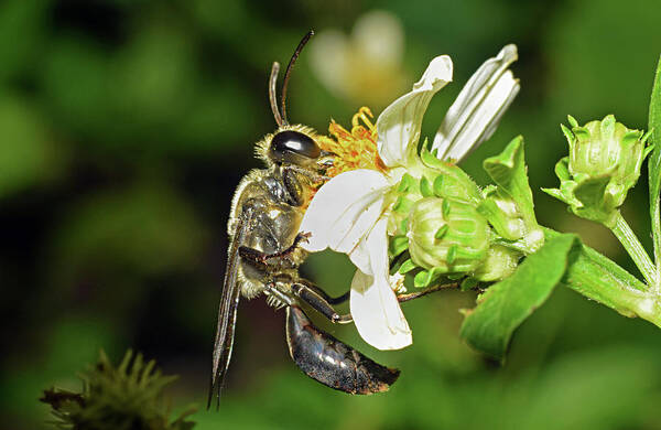 Photograph Poster featuring the photograph Wasp #2 by Larah McElroy