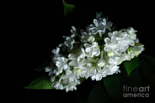 White Lilac Poster featuring the photograph White Lilac #3 by Ann Garrett