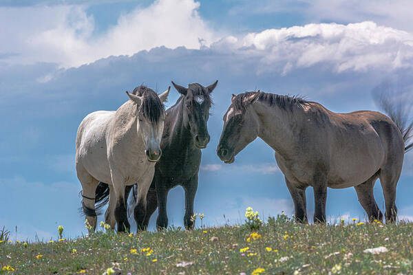 Pryor Mountain Poster featuring the photograph Wild Mustangs of Montana #1 by Douglas Wielfaert