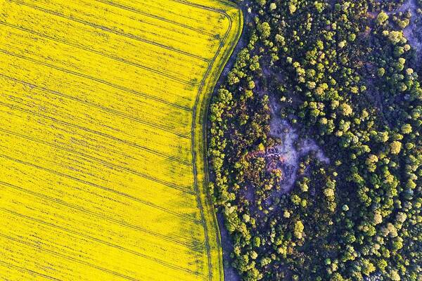 Landscape Poster featuring the photograph Aerial Drone Top View Of Yellow #3 by Ivan Kmit