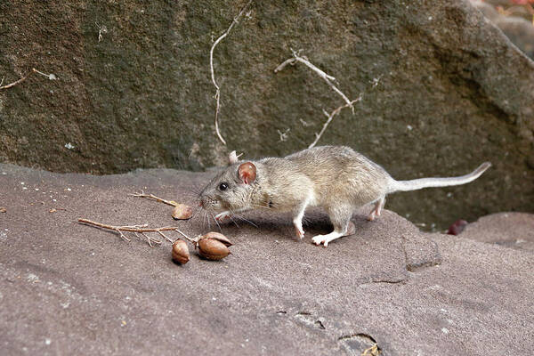 Allegheny Woodrat Poster featuring the photograph Allegheny Woodrat In Habitat #3 by David Kenny