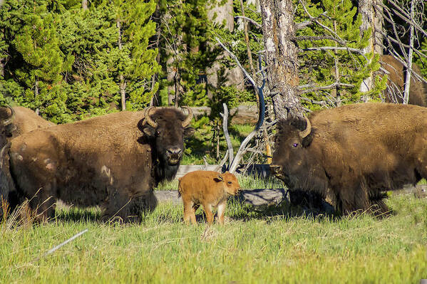 Bison Poster featuring the photograph American Bison #3 by Donald Pash