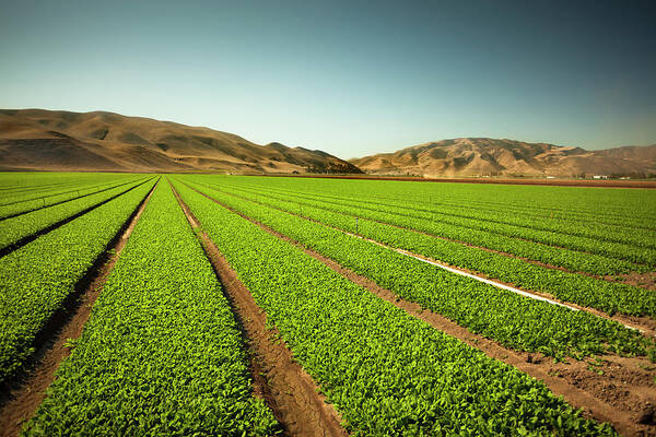 Environmental Conservation Poster featuring the photograph Crops Grow On Fertile Farm Land #3 by Pgiam