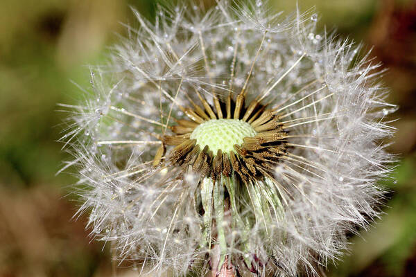 Dandelion Head Poster featuring the photograph Dandelion head close up #3 by Martin Smith