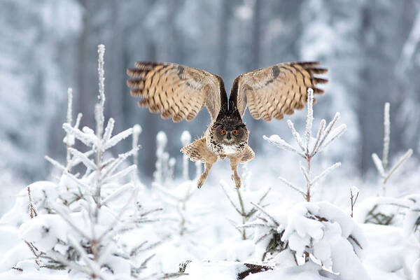 Eagle Owl Poster featuring the photograph Eurasian Eagle-owl #3 by Milan Zygmunt