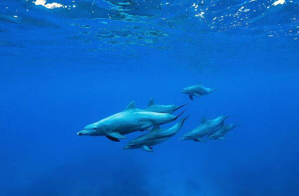 Diving Poster featuring the photograph Into The Blue #3 by Serge Melesan