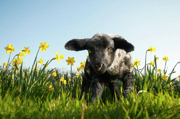 Three Quarter Length Poster featuring the photograph Lamb Walking In Field Of Flowers #3 by Peter Mason