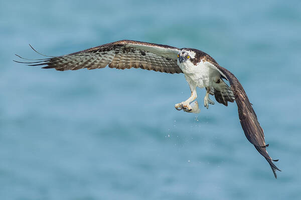Bird Poster featuring the photograph Osprey #3 by James Cai