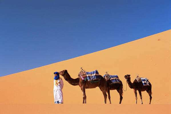 Berber Camel Leader With Three Camels In Erg Chebbi Sand Dunes Poster featuring the photograph 321-4089 by Robert Harding Picture Library