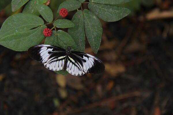 Butterfly Poster featuring the photograph Butterfly #5 by Richard Krebs