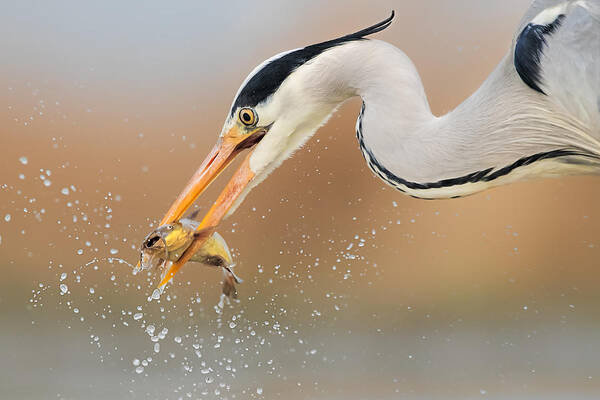 Heron Poster featuring the photograph Catching #4 by Jun Zuo