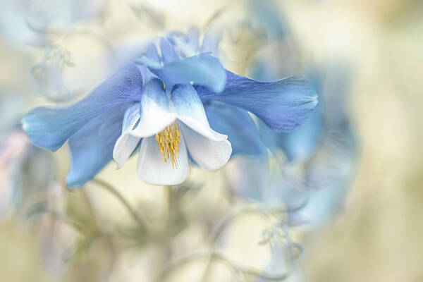 Aquilegia Poster featuring the photograph Fantasy #4 by Jacky Parker