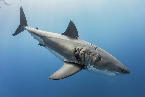 Great White Shark Poster featuring the photograph Great White Shark #6 by Nicole Young