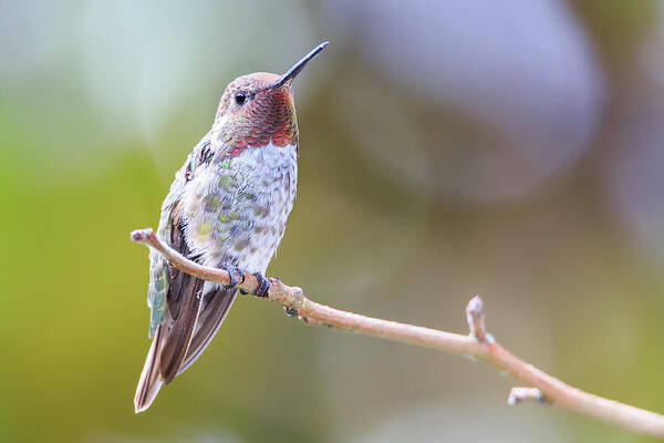 Animal Poster featuring the photograph Male Anna's Hummingbird #4 by Briand Sanderson