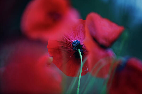 Poppy Poster featuring the photograph Red Corn Poppy Flowers #4 by Nailia Schwarz