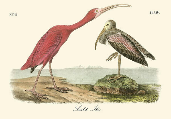 Animals & Nature Poster featuring the painting Scarlet Ibis #4 by John James Audubon