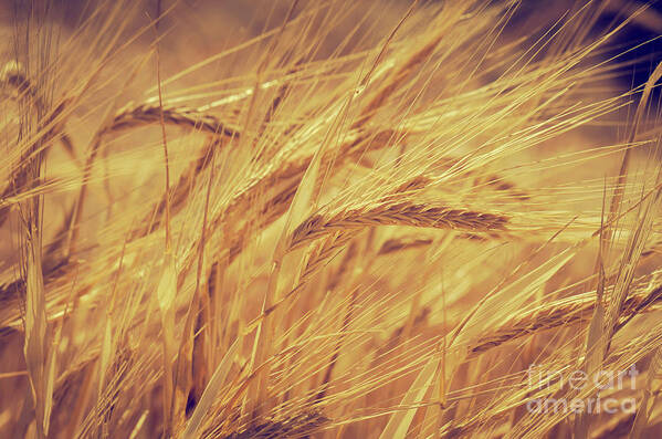 Wheat Poster featuring the photograph Wheat #4 by Jelena Jovanovic