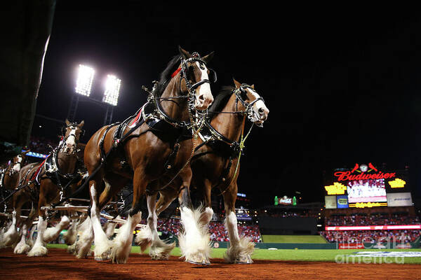 Horse Poster featuring the photograph World Series - Boston Red Sox V St by Ronald Martinez