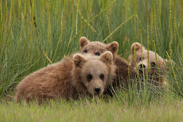 Brown Bear Poster featuring the photograph Brown Bear Cubs, Lake Clark National #5 by Mint Images/ Art Wolfe