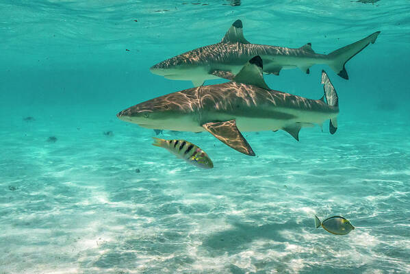 Blacktip Reef Shark Poster featuring the photograph French Polynesia, Moorea #5 by Jaynes Gallery
