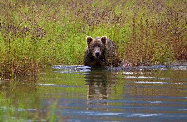 Brown Bear Poster featuring the photograph Brown Bear, Katmai National Park #6 by Mint Images/ Art Wolfe