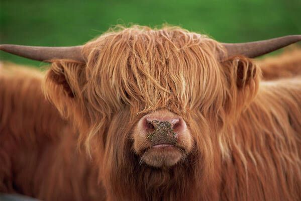Close-up Of The Head Of A Shaggy Highland Cow With Horns Poster featuring the photograph 698-253 by Robert Harding Picture Library